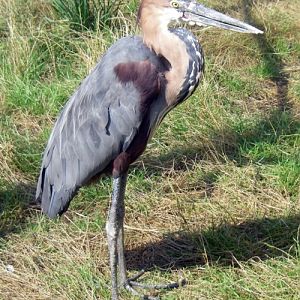 Goliath Heron (Ardea goliath)