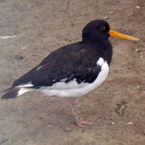 Eurasian Oystercatcher (Haematopus ostralegus)