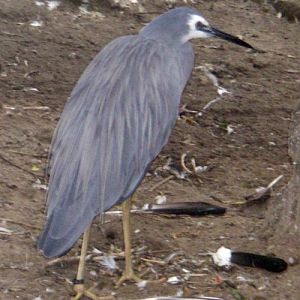 White-faced Heron (Ardea novaehollandiae)