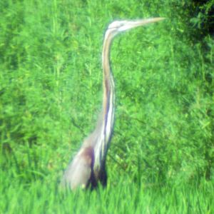 Purple Heron (Ardea purpurea)