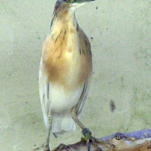 Squacco Heron (Ardeola ralloides)