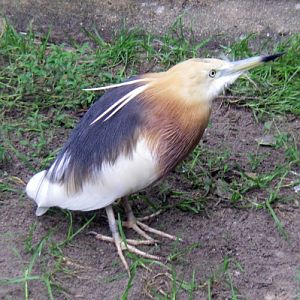 Javan Pond Heron (Ardeola speciosa)