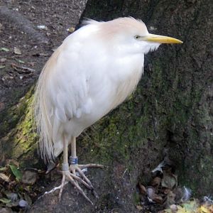 Cattle Egret (Bubulcus ibis)