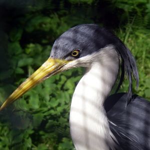 Pied Heton (Egretta picata)