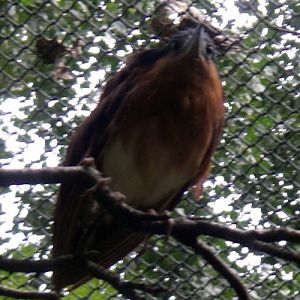 Rufous Night Heron (Nycticorax caledonicus)