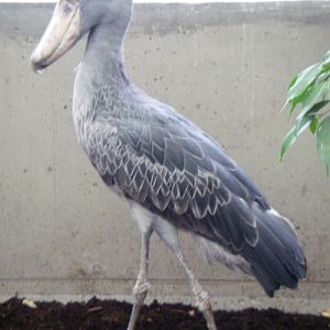Shoebill (Balaeniceps rex)
