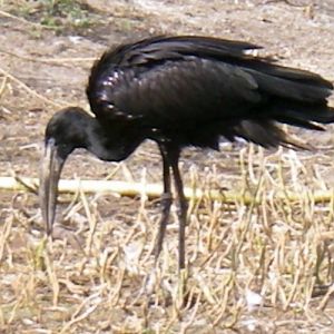 African Openbill Stork (Anastomus lamelligerus)