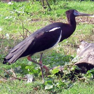 Abdim's Stork (Ciconia abdimii)