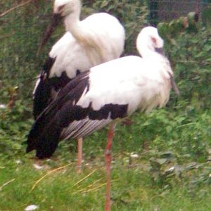 Oriental White Storks (Ciconia boyciana)