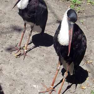 Woolly-necked Storks (Ciconia episcopus)