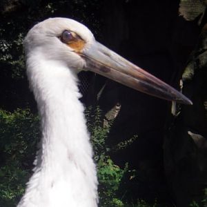 Maguari Stork (Ciconia maguari)