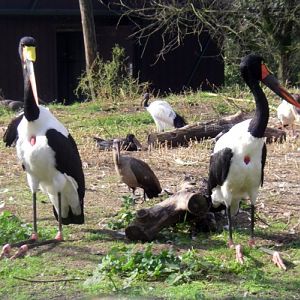 Saddle-billed Storks (Ephippiorhynchus senegalensis)