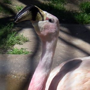 Andean Flamingo (Phoenicoparrus andinus)