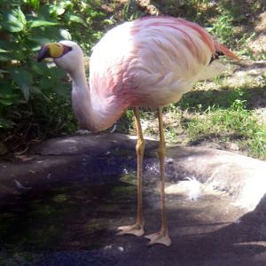 Puna Flamingo (Phoenicoparrus jamesi)