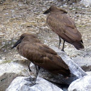 Hammerkops (Scopus umbretta)