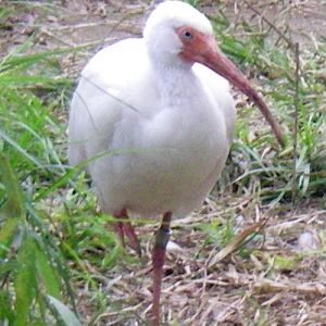 American White Ibis (Eudocimus albus)