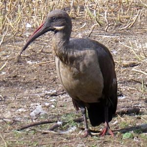 Hadada Ibis (Bostrychia hagedash)