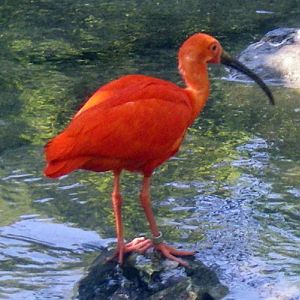 Scarlet Ibis (Eudocimus ruber)