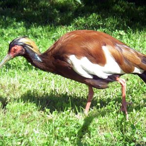 Madagascar Crested Ibis (Lophotibis cristata)