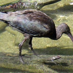 Glossy Ibis (Plegadis falcinellus)