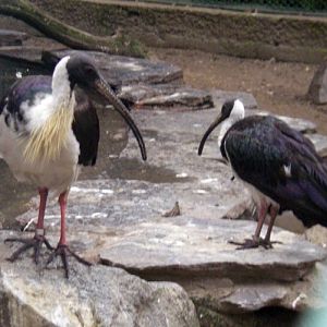 Straw-necked Ibis (Threskiornis spinicollis)