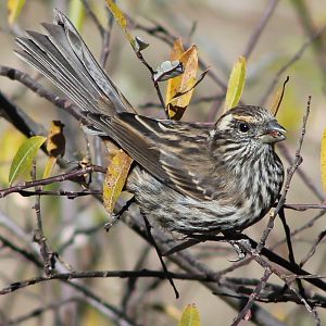 female White-browed Rosefinch (Carpodacus thura