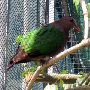 Emerald Dove (Chalcophaps indica)