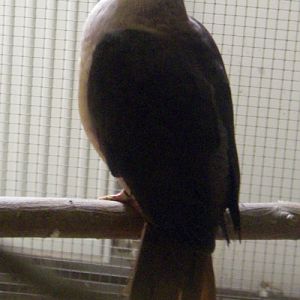 Mauritius Pink Pigeon (Columba mayeri)