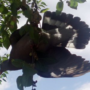 Wood Pigeon (Columba palumbus)
