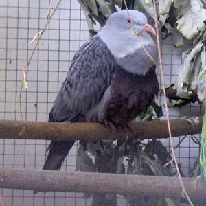 Spotted Imperial Pigeon (Ducula carola)