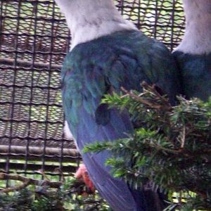 Elegant Imperial Pigeon (Ducula concinna)