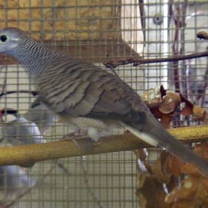 Barred Dove (Geopelia maugei)