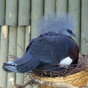 Southern Crowned Pigeon (Goura scheepmakeri)