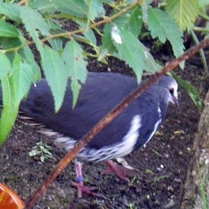 Wonga Pigeon (Leucosarcia melanoleuca)