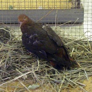 Philippine Cuckoo-dove (Macropygia tenuirostris)