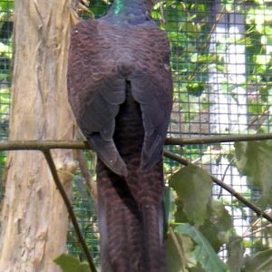 Barred Cuckoo-dove (Macropygia unchall)