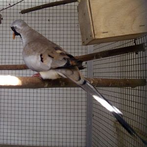 Namaqua Dove (Oena capensis)