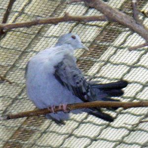 Blue Ground Dove (Claravis pretiosa)