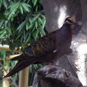 Common Bronzewing (Phaps chalcoptera)