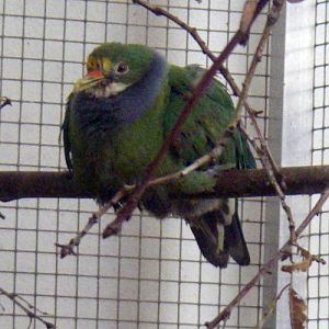 Orange-fronted Fruit Dove (Ptilinopus aurantiifrons)