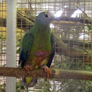 Coroneted Fruit Dove (Ptilinopus coronulatus)