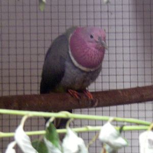 Pink-headed Fruit Dove (Ptilinopus porphyreus)