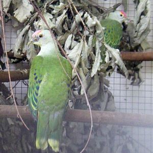 Rose-crowned Fruit Dove (Ptilinopus regina)