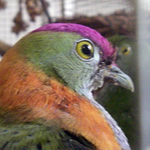Superb Fruit Dove (Ptilinopus superbus)