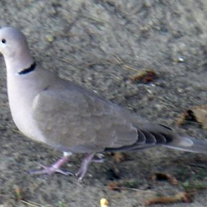Collared Dove (Streptopelia decaocto)