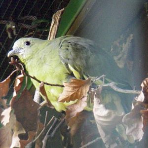 Pink-necked Green Pigeon (Treron vernans)