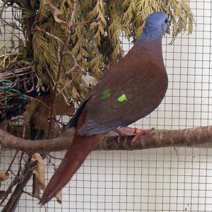 Blue-headed Dove (Turtur brehmeri)