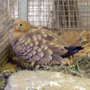 Chestnut-bellied Sandgrouse (Pterocles exustus)