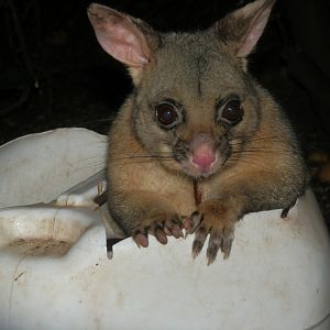 Brush Tail Possum
