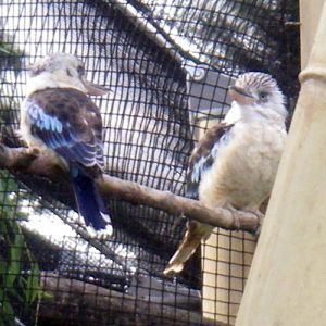 Blue-winged Kookaburras (Dacelo leachii)
